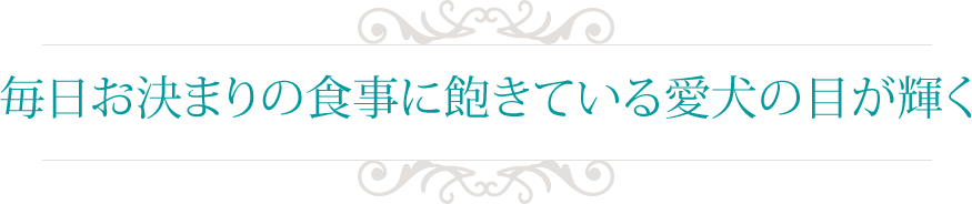 毎日お決まりの食事に飽きている愛犬の目が輝く