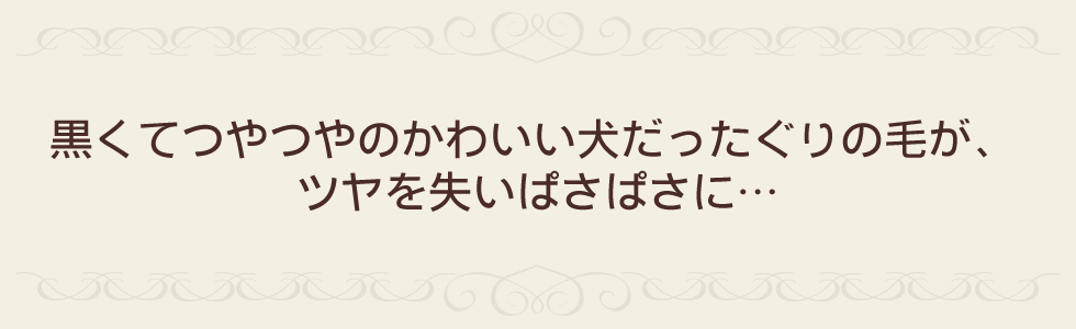 黒くてつやつやのかわいい犬だったぐりの毛が、 ツヤを失いぱさぱさに…